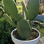 Deco *